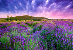 sky, nature, flowers, lavender, lavandula wallpaper