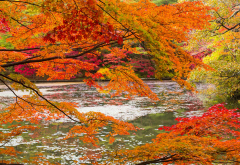 autumn, forest, river, branches, nature, leaf wallpaper