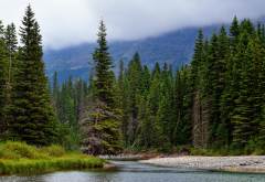 forest, spruce, nature, mountains, river, canada wallpaper
