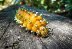 caterpillar, creeping, stick, insect, animals wallpaper