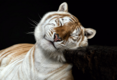 tiger, wild cat, animals, zoo wallpaper