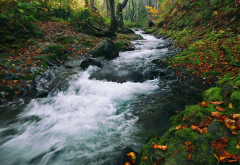 fall, stream flow, sakhalin, russia, autumn, nature wallpaper