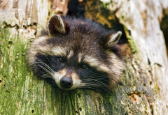 raccoon, face, trunk, animals wallpaper