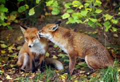 fox, animals, couple, tenderness, leaf wallpaper