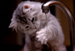 kitten, tap, water, cat, animals wallpaper