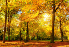 forest, autumn, park, tree, leaf wallpaper