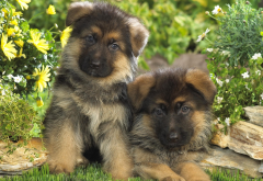 dog, puppy, animals, cute puppies, german shepherd wallpaper