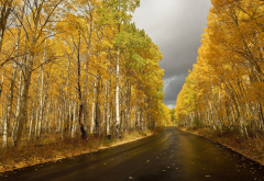 birch, road, yellow foliage, autumn, fall, leaf, nature wallpaper