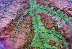 leaf, close-up, macro, nature, autumn wallpaper