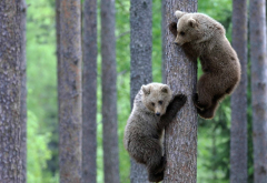 forest, bears, tree, teddy-bears, brown bear, animals wallpaper