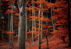 forest, tree, leaves, autumn, nature wallpaper