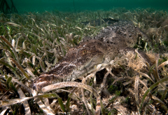 crocodile, algae, underwater, animals wallpaper