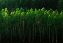 nature, tree, beautiful, birch wallpaper