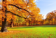 autumn, park, nature, leaf, grass, meadow wallpaper
