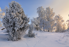 tree, nature, snow, winter, a lot on snow, sweden wallpaper