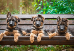 puppies, shepherd dog, trio, bench, dog, animals, puppy wallpaper