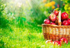 apple, sunshine, nature, grass, food wallpaper