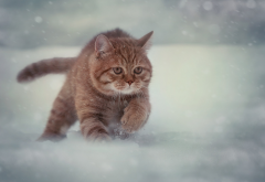cat, snow, winter, animals, run wallpaper