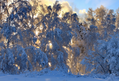 winter, snow, tree, nature, snow drifts wallpaper