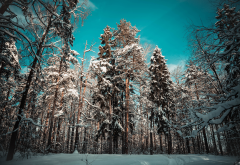 forest, tree, landscape, pine, snow, nature, winter wallpaper