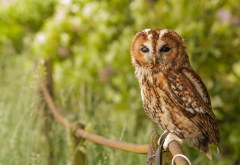 tawny owl, owl, bird, animals, brown owl, strix aluco wallpaper