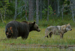 grizzly bear, wolf, bear, animals, grass, forest wallpaper
