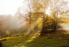 sun rays, tree, haze, carpathians, autumn, ukraine, nature wallpaper