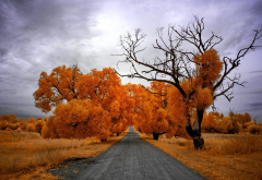 road, sky, tree, autumn gold, autumn, nature wallpaper