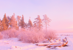 snow, tree, winter, nature, fog, frost wallpaper