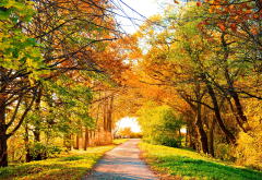 autumn, tree, leaves, path, fall, nature wallpaper