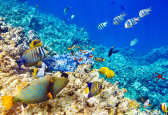 coral reef, underwater, fish, sea, tropical fishes, animals wallpaper