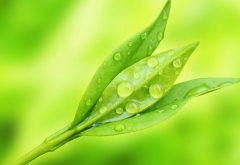 plant, macro, dew, water drops, nature wallpaper
