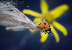 ladybug, insect, ear of corn, drop, macro, animals wallpaper