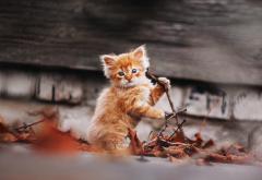ginger kitten, saffron, autumn, nature, animals, cute, cat, kitten wallpaper