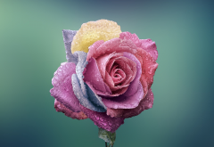 rose, bud, close-up, flowers, dew wallpaper