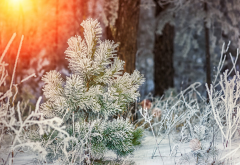 winter, frost, forest, snow, herringbone, nature wallpaper
