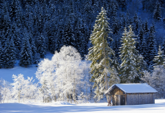 nature, winter, mountains, germany, bavaria, snow, hut, forest, tree wallpaper