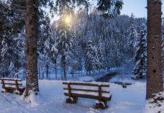 winter, forest, park, bench, tree, spruce, creek wallpaper