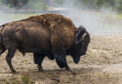 buffalo, animals, dirt wallpaper