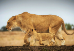 lions cub, lion, animals wallpaper