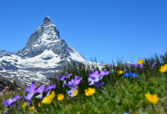 matterhorn, alps, switzerland, peak, mountains, flowers, sky, nature, grass wallpaper
