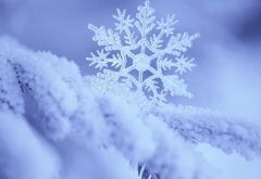 snowflake, frost, macro photo, nature, snow, winter wallpaper