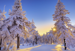 winter, snow, tree, sun, clear sky, nature, snowy forest wallpaper