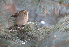 sparrow, spruce, tree, bird, animals wallpaper