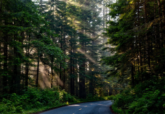 forest, tree, sunlight, nature, scenic road, nature wallpaper
