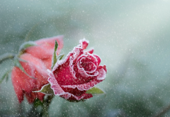 flowers, rose, frost, bud, snow, winter, nature wallpaper