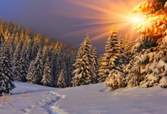winter, nature, tree, forest, sunset wallpaper