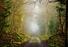 autumn, forest, road, tree, fog, landscape, nature, mist wallpaper