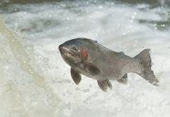 salmon, spawn, jump, cascade, water, fish, river wallpaper