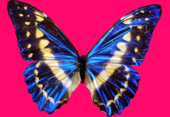 blue butterfly, purple background, wings, butterfly wallpaper